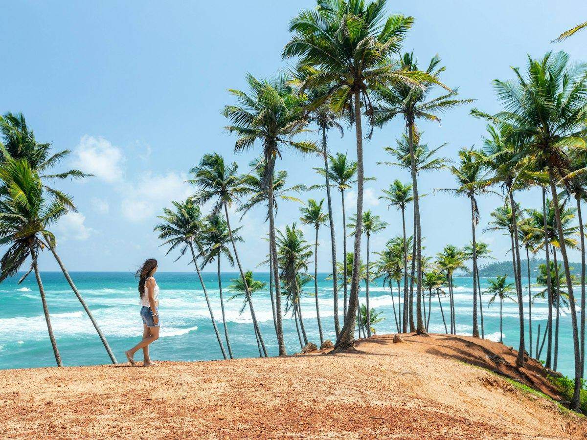 Coconut tree hill