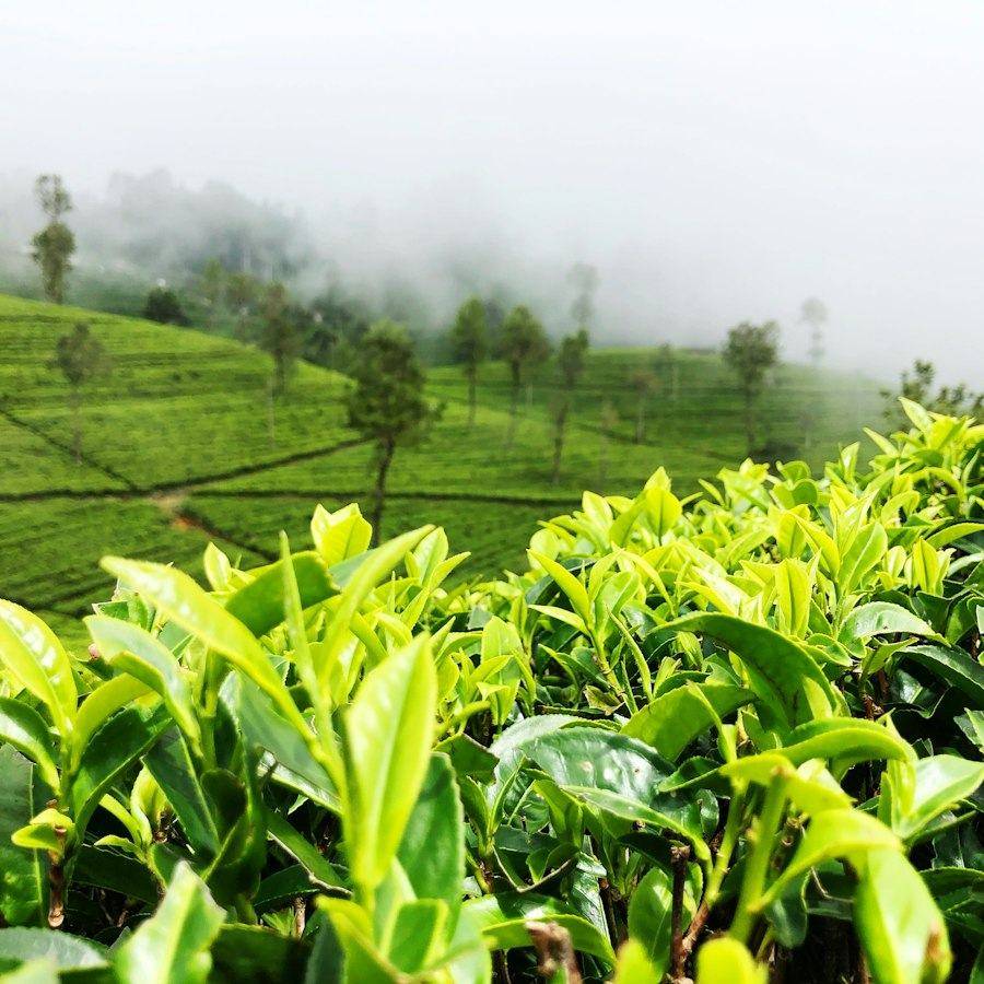 Fresh tea leaves