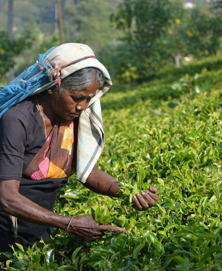 Tea plucker at work