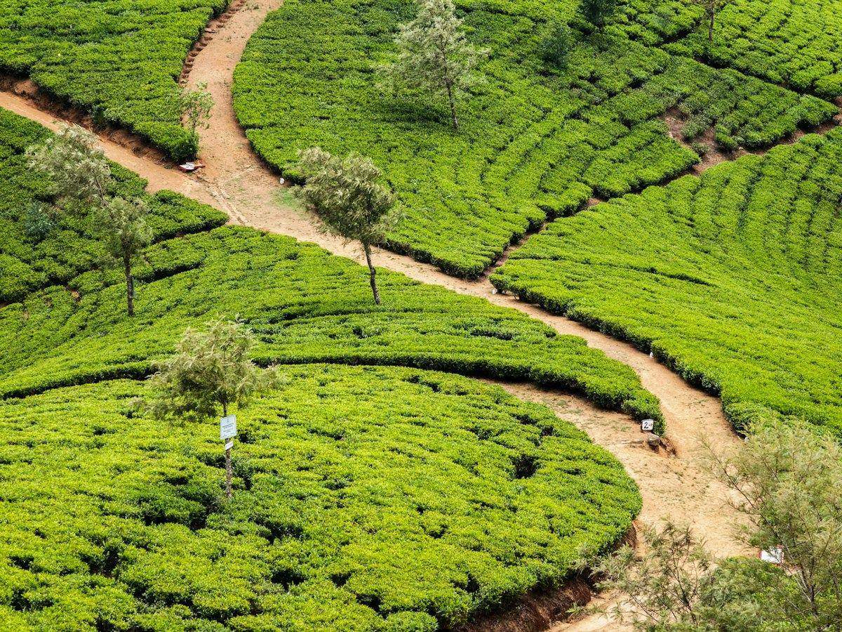 Path through tea fields